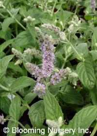 Mentha spicata 'Himalayan Silver'